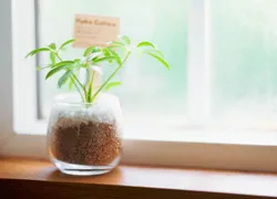 ���ۂɒu���ꂽ�������ϗt�A���̔��A���̎ʐ^